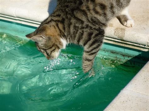 Understanding Fish Behavior: A Guide to Observing .